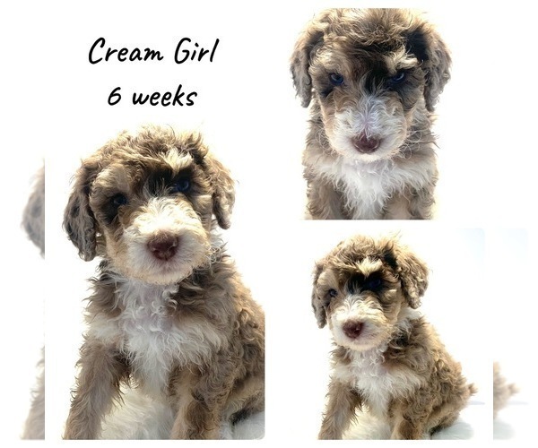 Medium Photo #2 Sheepadoodle Puppy For Sale in FORT MORGAN, CO, USA