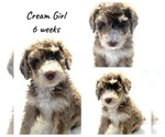 Small Photo #2 Sheepadoodle Puppy For Sale in FORT MORGAN, CO, USA