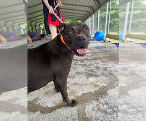 American Pit Bull Terrier-Unknown Mix Dogs for adoption in Cromwell, KY, USA