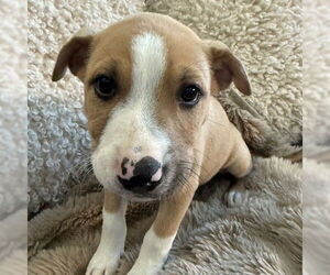 American Pit Bull Terrier-Unknown Mix Dogs for adoption in Fargo, ND, USA