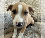 Small American Pit Bull Terrier Mix