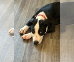 Small #2 American Staffordshire Terrier Mix