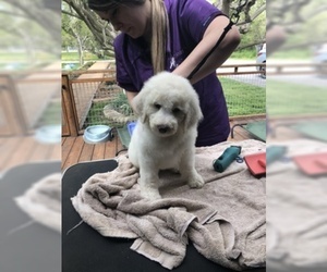 Aussiedoodle-Poodle (Standard) Mix Puppy for sale in MARION, TX, USA