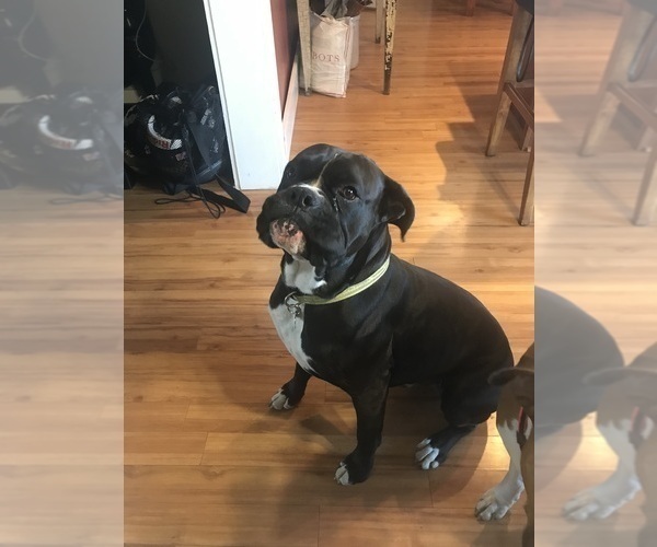 Medium Photo #1 Boxer Puppy For Sale in NEW LONDON, IA, USA