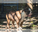 Small Photo #27 Olde English Bulldogge Puppy For Sale in OVERLAND, KS, USA