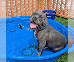 American Bulldog-Unknown Mix Dogs for adoption in Las Vegas, NV, USA