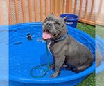 Small American Bulldog Mix