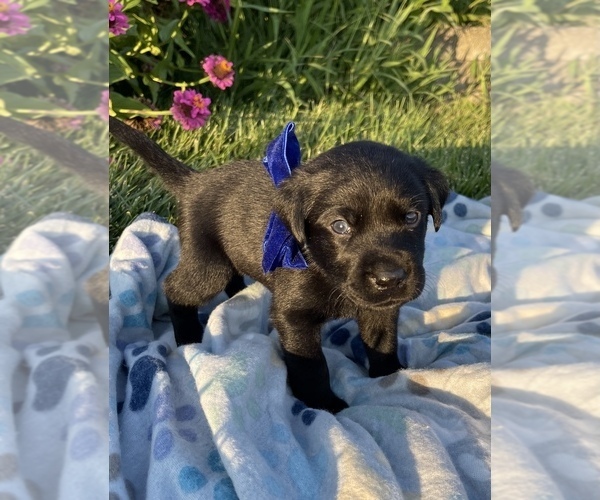 Medium Photo #3 Labrador Retriever Puppy For Sale in STEELEVILLE, IL, USA