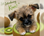 Small #1 Shih Tzu Mix
