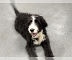 Small Photo #8 Bernedoodle Puppy For Sale in DUNDEE, OH, USA