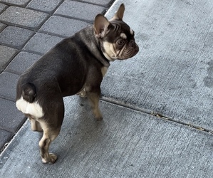 Mother of the French Bulldog puppies born on 03/03/2025