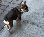 Small Photo #1 French Bulldog Puppy For Sale in LAS VEGAS, NV, USA