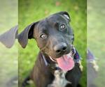 Small #1 Labrador Retriever Mix