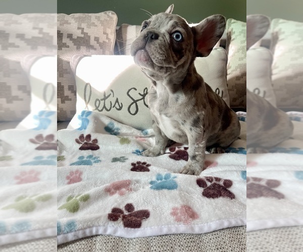 Medium Photo #4 French Bulldog Puppy For Sale in PHILADELPHIA, PA, USA
