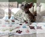 Small #3 French Bulldog