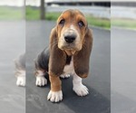 Puppy Pepper Basset Hound