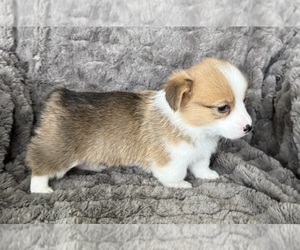 Medium Pembroke Welsh Corgi