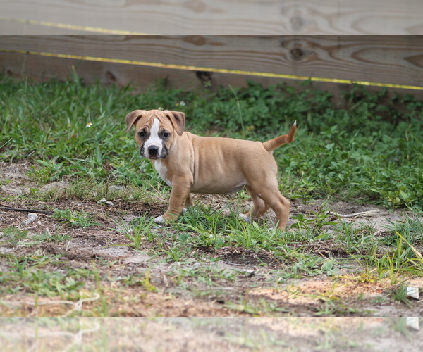 Medium Photo #3 American Pit Bull Terrier Puppy For Sale in NAPLES, FL, USA