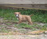 Small Photo #3 American Pit Bull Terrier Puppy For Sale in NAPLES, FL, USA