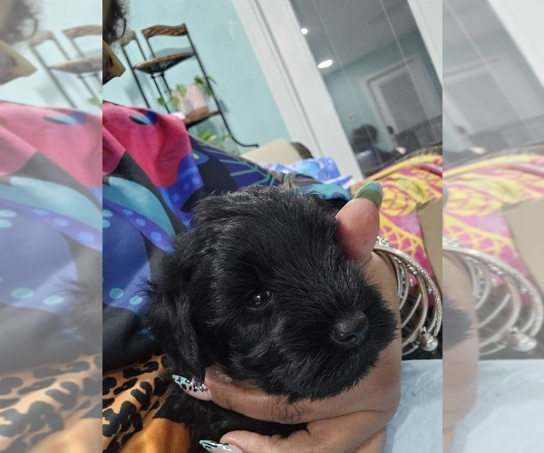 Medium Photo #9 Schnauzer (Miniature) Puppy For Sale in CHESAPEAKE, VA, USA