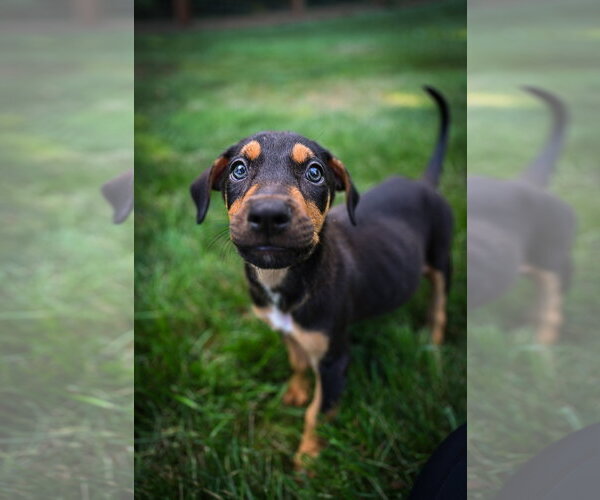 Medium Photo #2 Doberman Pinscher-Unknown Mix Puppy For Sale in Minneaoplis, MN, USA
