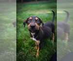 Small #1 Doberman Pinscher Mix