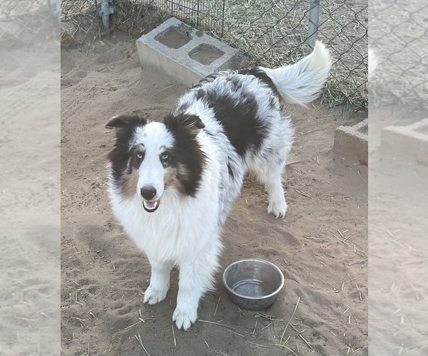 Medium Photo #5 Shetland Sheepdog Puppy For Sale in FORT MORGAN, CO, USA