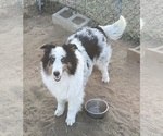 Small #4 Shetland Sheepdog