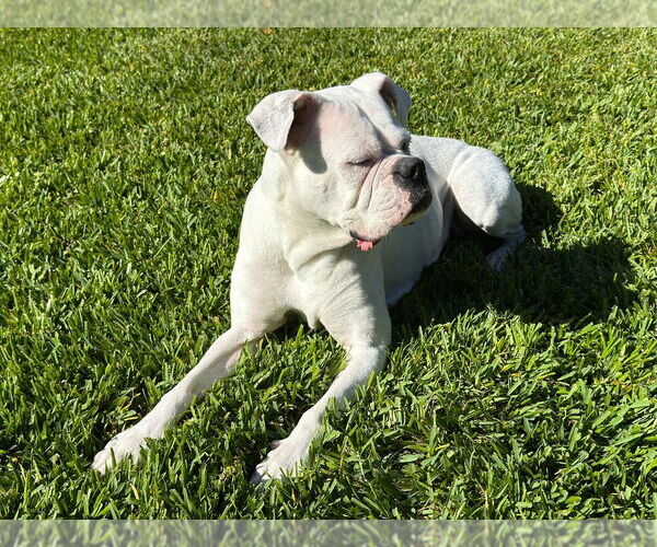 Medium Photo #3 Boxer Puppy For Sale in Austin, TX, USA