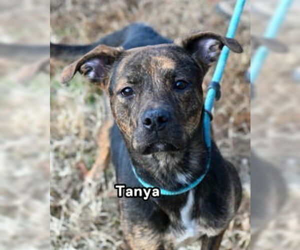 Medium Photo #5 Mutt Puppy For Sale in Glen Allen, VA, USA