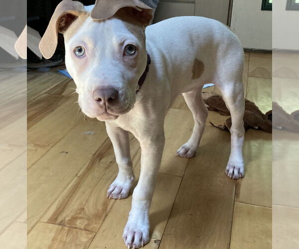 Medium Photo #4 American Pit Bull Terrier-Unknown Mix Puppy For Sale in Cary, NC, USA