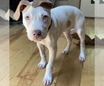 Small #3 American Pit Bull Terrier Mix