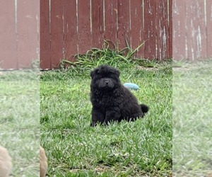 Chow Chow Puppy for sale in PHARR, TX, USA
