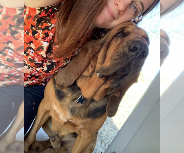 Medium Photo #1 Bloodhound Puppy For Sale in GRANDVIEW, TX, USA