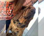 Small Photo #1 Bloodhound Puppy For Sale in GRANDVIEW, TX, USA