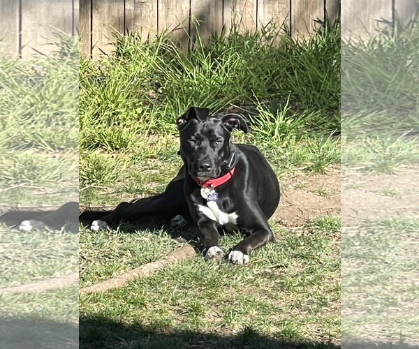 Medium Photo #13 German Shepherd Dog-Unknown Mix Puppy For Sale in Escondido, CA, USA