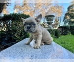 Small Photo #174 French Bulldog Puppy For Sale in HAYWARD, CA, USA