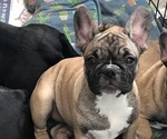 Small Photo #2 French Bulldog Puppy For Sale in JACKSON, NJ, USA