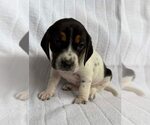 Small #3 Beagle Mix