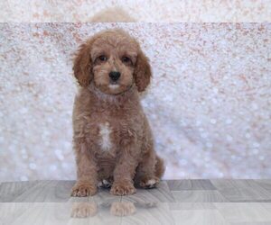 Cavapoo Puppy for sale in MARIETTA, GA, USA
