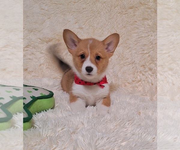 Medium Photo #7 Pembroke Welsh Corgi Puppy For Sale in ARROYO GRANDE, CA, USA