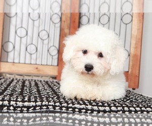 Bichon Frise Puppy for sale in NAPLES, FL, USA