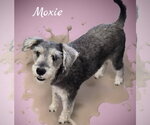 Small #1 Mutt