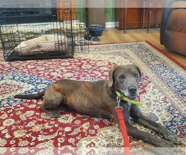 Medium Photo #8 Beagle-Unknown Mix Puppy For Sale in Rustburg, VA, USA