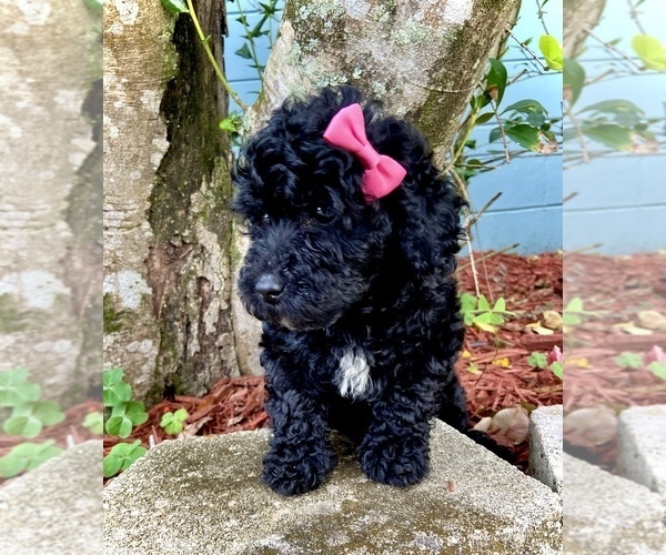 Medium Photo #3 Poodle (Miniature) Puppy For Sale in JACKSONVILLE, FL, USA