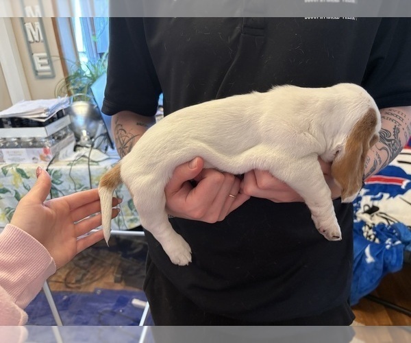 Medium Photo #16 Basset Hound Puppy For Sale in VERNON ROCKVILLE, CT, USA