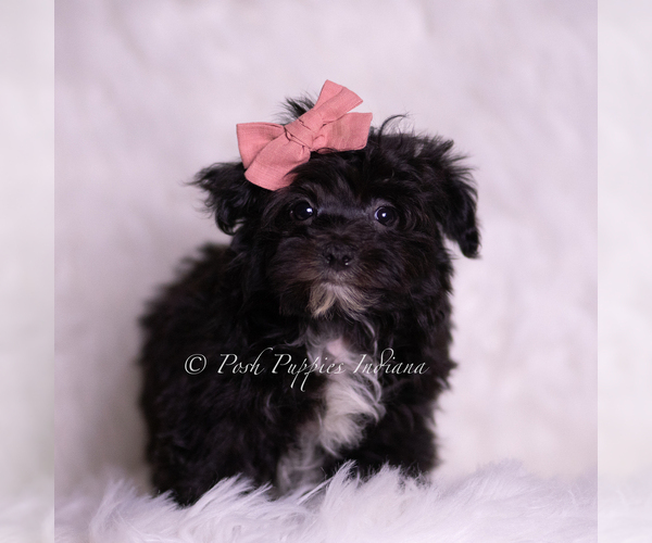 Medium Photo #1 Morkie Puppy For Sale in WARSAW, IN, USA