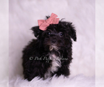 Puppy Boogie F1 Morkie