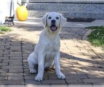 Small Photo #4 Golden Retriever Puppy For Sale in SYRACUSE, IN, USA