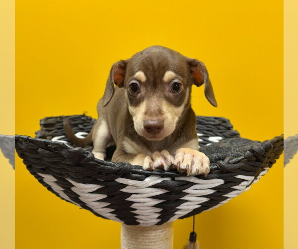 Medium Photo #2 Chihuahua-Unknown Mix Puppy For Sale in Munford, TN, USA